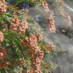 バイク乗りの花粉症対策を考える！オススメ対策22選